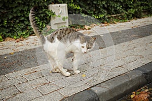 Invalid cat with amputated paw