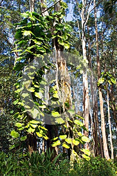 Invaside philodendron strangles a native tree in Hawaii