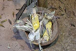 Invasion of locusts, locusts eating corn