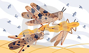 Invasion pest of rice seed vector illustration. Large herbivorous insects attack on field or meadow. Swarm of locusts on