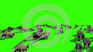 Invasion of Rats Mice Sniff Mouse Back Green Screen 3D Rendering Animation