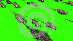 Invasion of Rats Mice Sniff Mouse Green Screen 3D Rendering Animation