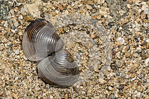 Invasive Asian Clam - Corbicula fluminea