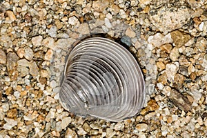 Invasive Asian Clam - Corbicula fluminea