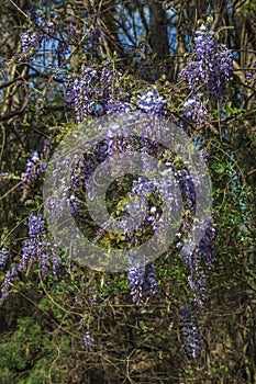 Invasive Chinese Wisteria Vine and Flowers