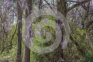 Invasive Chinese Wisteria Vine and Flowers