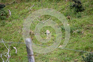 Invasive Feral Rabbit, New Zealand Farmland.