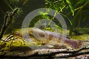 Invasive freshwater predator fish Channel catfish, Ictalurus punctatus, search for prey in biotope aquarium