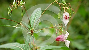 Invasive himalayan balsam Impatiens glandulifera bloom flower blossom detail, expansive species dangerous plants Asia