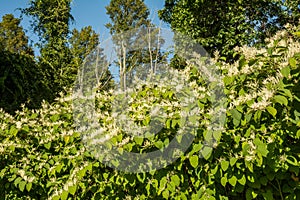 Invasive Japanese Knotweed - Reynoutria japonica