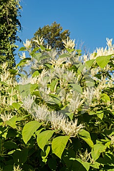 Invasive Japanese Knotweed - Reynoutria japonica