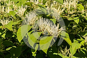 Invasive Japanese Knotweed - Reynoutria japonica