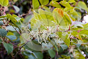 Invasive knotweed begins to bloom in the summer;