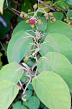 Invasive knotweed begins to bloom in the summer;