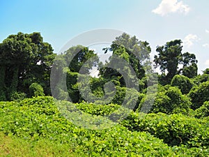 Invasive Kudzu Vines In Mississippi