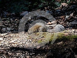 Invasive pallas`s squirrel on Japanese forest floor 3