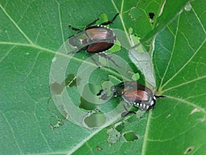 Invasive pest Japanese beetles eating a leaf in a vegetable garden