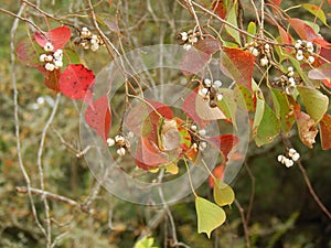 Invasive Plant China Berry Tree