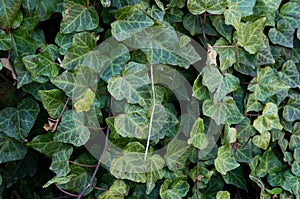 Invasive plant English Ivy