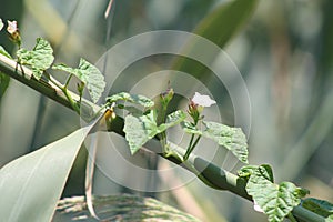 Invasive Plant Species