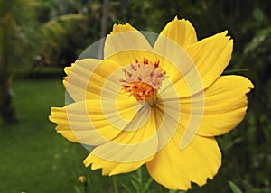 Invasive plant species Cosmos sulphureus also known as sulfur cosmos and yellow cosmos.