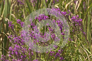 Invasive purple loosetrife flowers in wetlands of South Windsor, Connecticut.