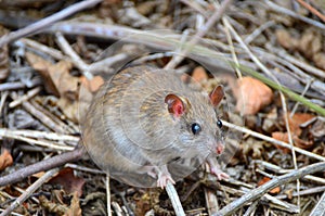 Invasive rat on Isla de la Plata, Ecuador photo
