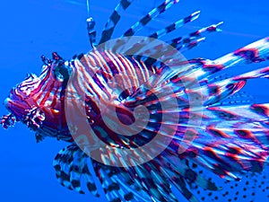 Invasive red color Lionfish in an aquarium