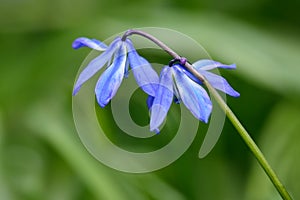 Invasive Siberian Squill Wildflowers In Backyard