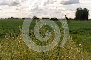 Invasive soybean plants in Brazil-2.NEF photo