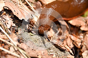 Invasive Spanish slug in garden.