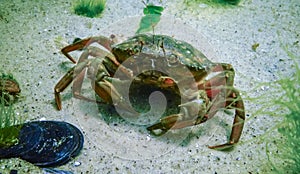 Invasive species, Big Green crab -Carcinus maenas, crab on the sand in the Black Sea