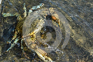 Invasive species blue crab, Callinectes sapidus, in Zogajsko lake in Montenegro