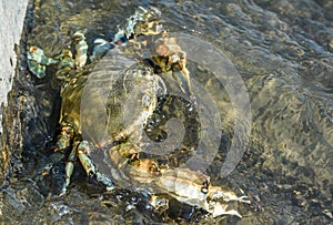 Invasive species blue crab, Callinectes sapidus, in Zogajsko lake in Montenegro