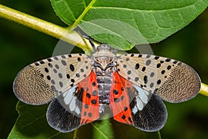 Spotted Lanternfly - Lycorma delicatula photo