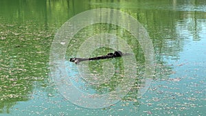 Invasive tortoises on a trunk warm themselves in the sun in an Italian park