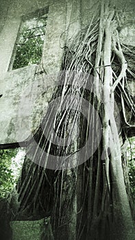 Invasive tree roots attacking the facade of an abandoned factory
