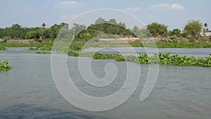 Invasive water hyacinth