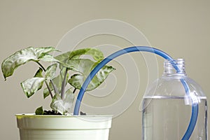 Invention of watering plants creative concept