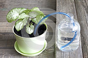 Invention of watering plants creative concept photo