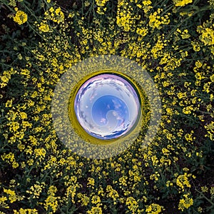Inversion of Little planet transformation of spherical panorama 360 degrees. Spherical abstract aerial view in rapeseed field with