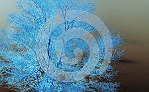 INVERT IMAGE OF A BARE TREE