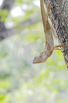 Invert Lizard on Tree