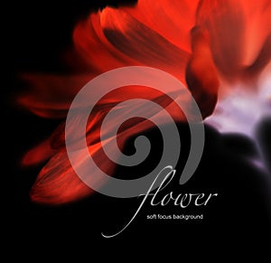 Invert soft focus flower background with copy space.