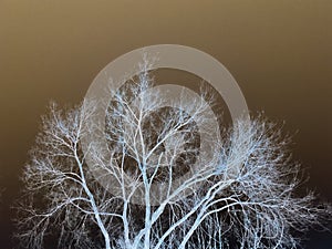 Invert tree photo