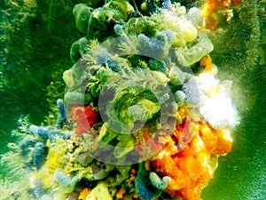 Invertebrate covering mangrove roots in Bonaire