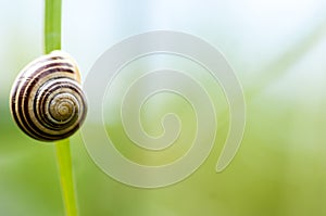 Invertebrate portrait banded snail photo