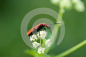 Invertebrate portrait cardinal beetle