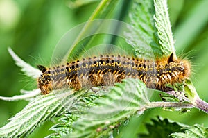 Invertebrate portrait drinker moth caterpillar
