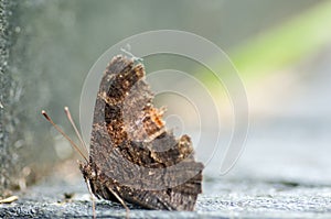 Invertebrate portrait peacock